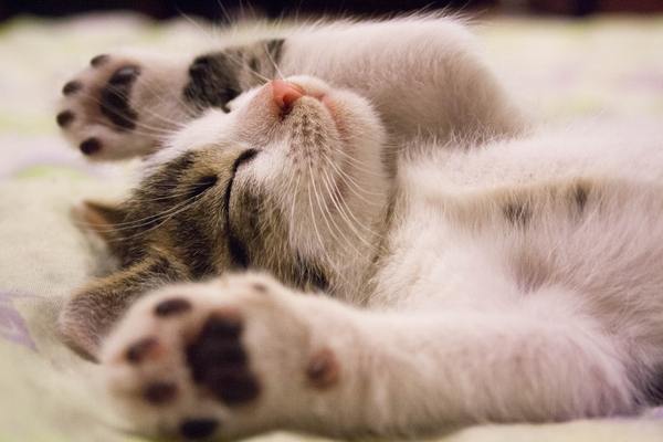 animal-cat-face-close-up-416160_600x