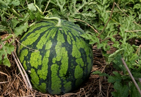 dtykfuylilio