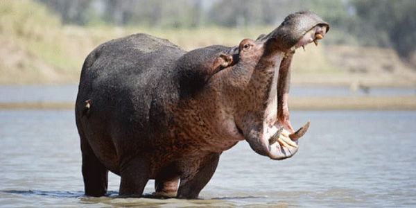 hippopotamus
