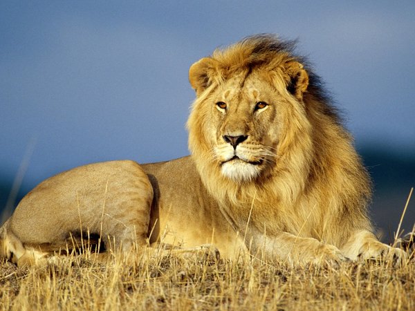 Lion-rest_1600x12001