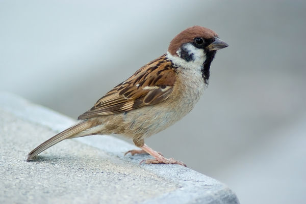 Tree_Sparrow_August_2007_Osaka_Japan-1