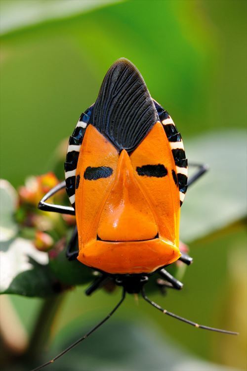 虫注意 世界一かっこいい昆虫 決まるｗｗｗｗｗ 画像あり Vipワイドガイド