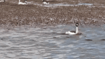 Gif 鳥さん 謎の行動を見せつける Vipワイドガイド