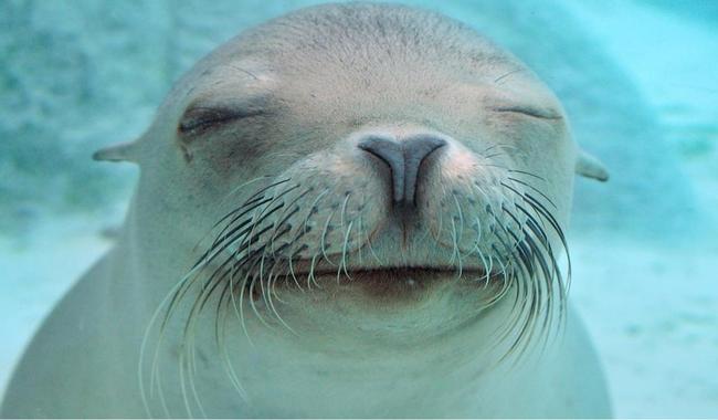 closed-eye-seal-funny-facebook-timeline-cover,1024x600,66221