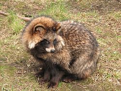 250px-Nyctereutes_procyonoides_16072008