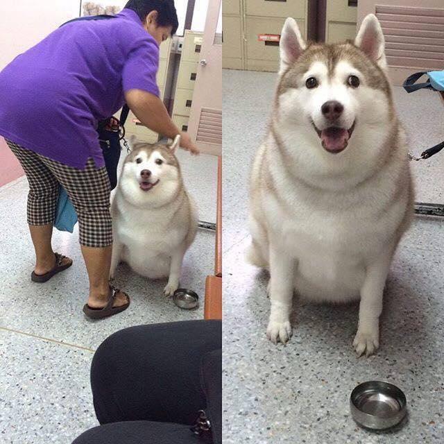 写真一枚で多くのなんj民を猫派から犬派にした犬ｗｗｗｗｗｗ Vipワイドガイド