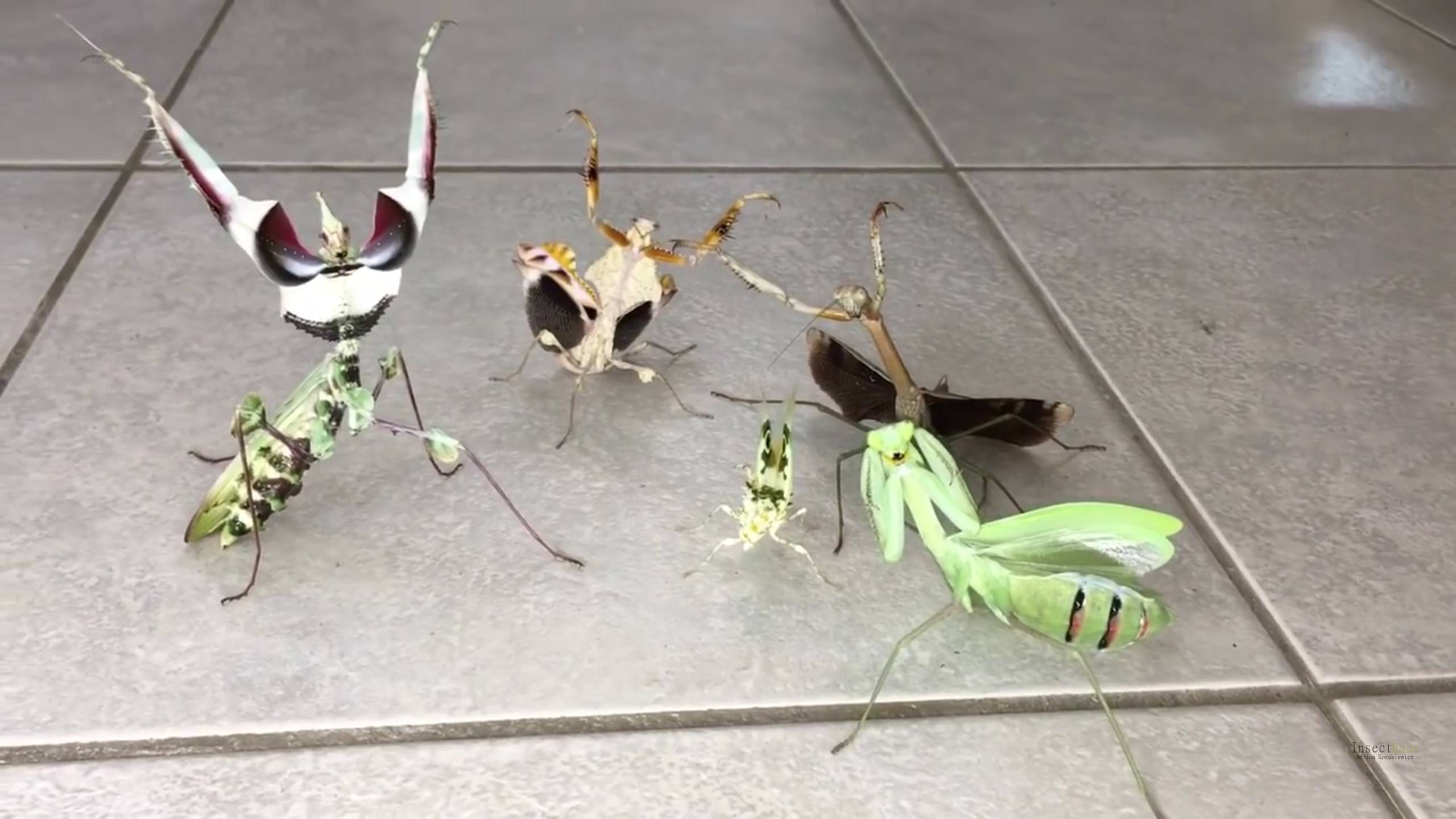 陽キャなカマキリ達が見つかるwwwww 画像あり Vipワイドガイド 陽キャなカマキリ達が見つかるwwwww 画像あり Vipワイドガイド