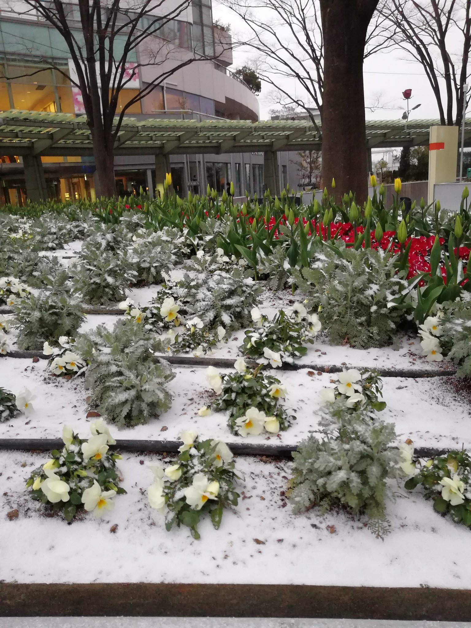 画像 東京が大変です 関東で雪が降って積もってます Vipワイドガイド