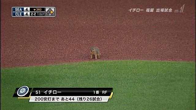 悲報 イチローさん 今度は猫になる 画像あり Vipワイドガイド