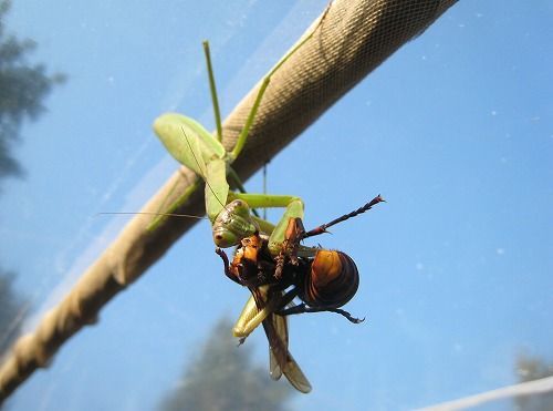 悲報 スズメバチ と戦える昆虫 これだけしかいないｗｗｗ 画像あり Vipワイドガイド
